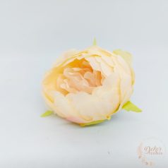 Peónia virágfej - 8 cm - barack