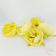 Peony virágfej - 5 cm - krém sárga