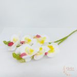 Szálas mini orchidea