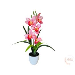 Cserepes gumi orchidea