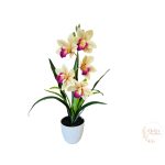 Cserepes gumi orchidea