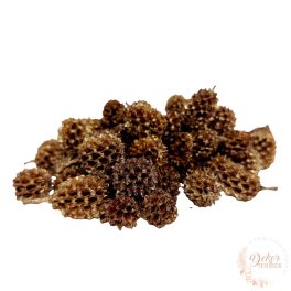 Casuarina - antik arany