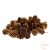Casuarina - antik arany