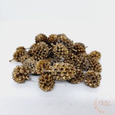 Casuarina - világos arany