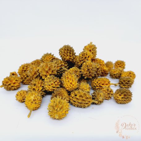 Casuarina - falfestékes narancs