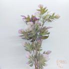 Kis levelű monstera  bokor