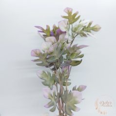 Kis levelű monstera  bokor