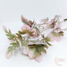 Kis levelű monstera  bokor