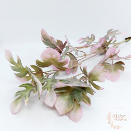 Kis levelű monstera  bokor