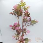 Kis levelű monstera  bokor