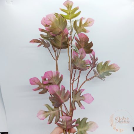 Kis levelű monstera  bokor