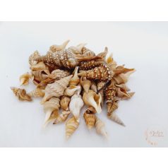 Tündércsiga