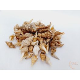 Tündércsiga